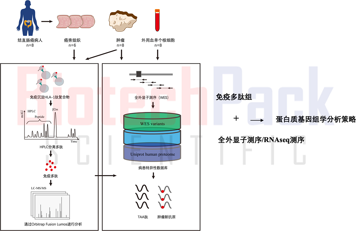 基于高精度质谱的免疫多肽组学分析及新抗原发现分析策略